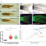 Zebrafish figure showing different morphologies.